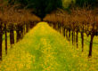 Mustard in Vineyard