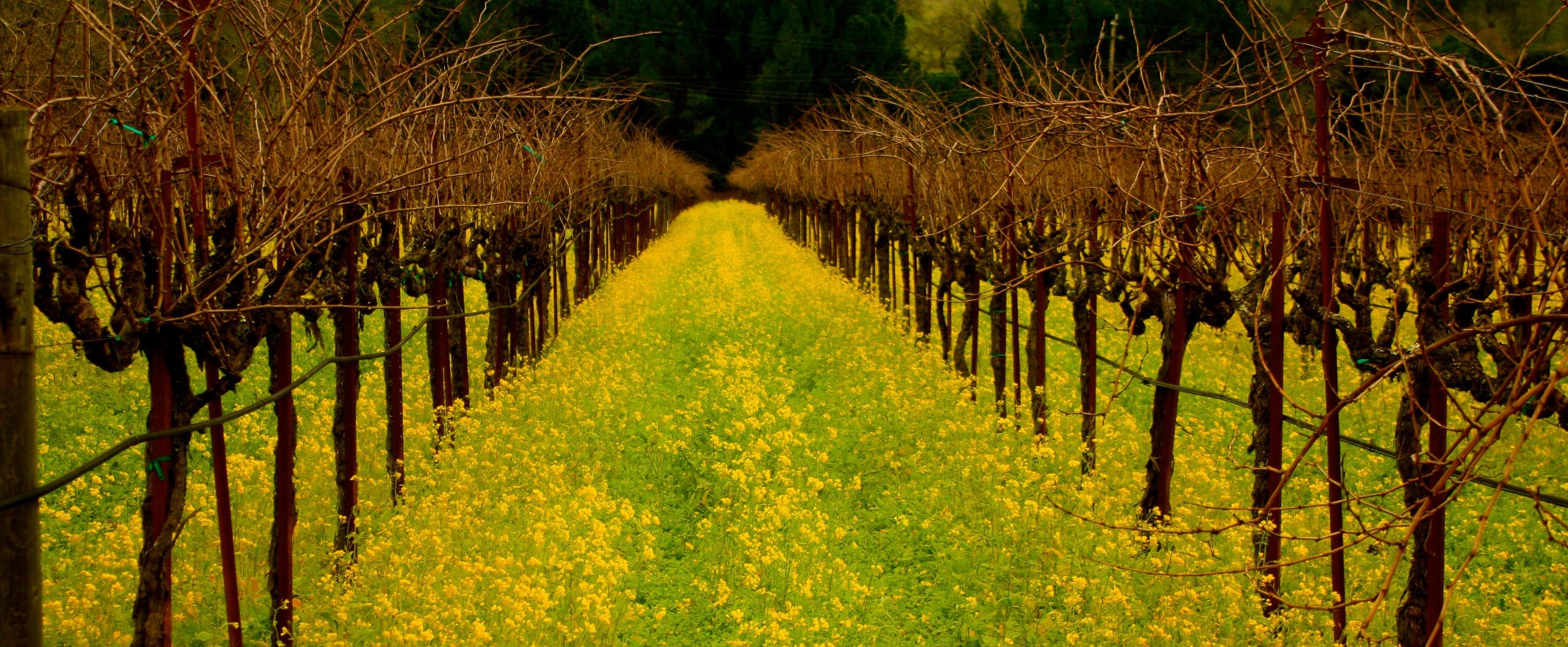 Mustard in Vineyard