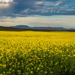 Mustard 1 Web Land Preservation